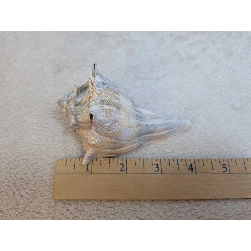 Lot of 3 Spiky Conch Sea Shells Natural Beach Nautical Decor Collection